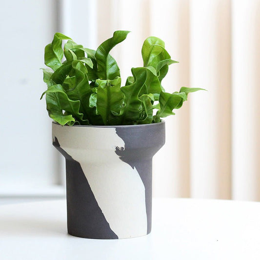 Ceramic Fern Planters