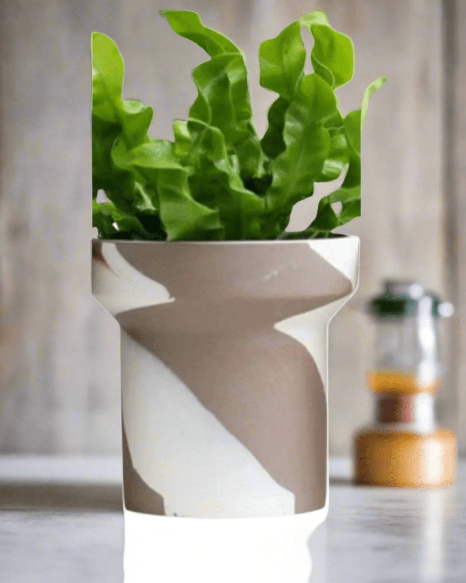 Ceramic Fern Planters